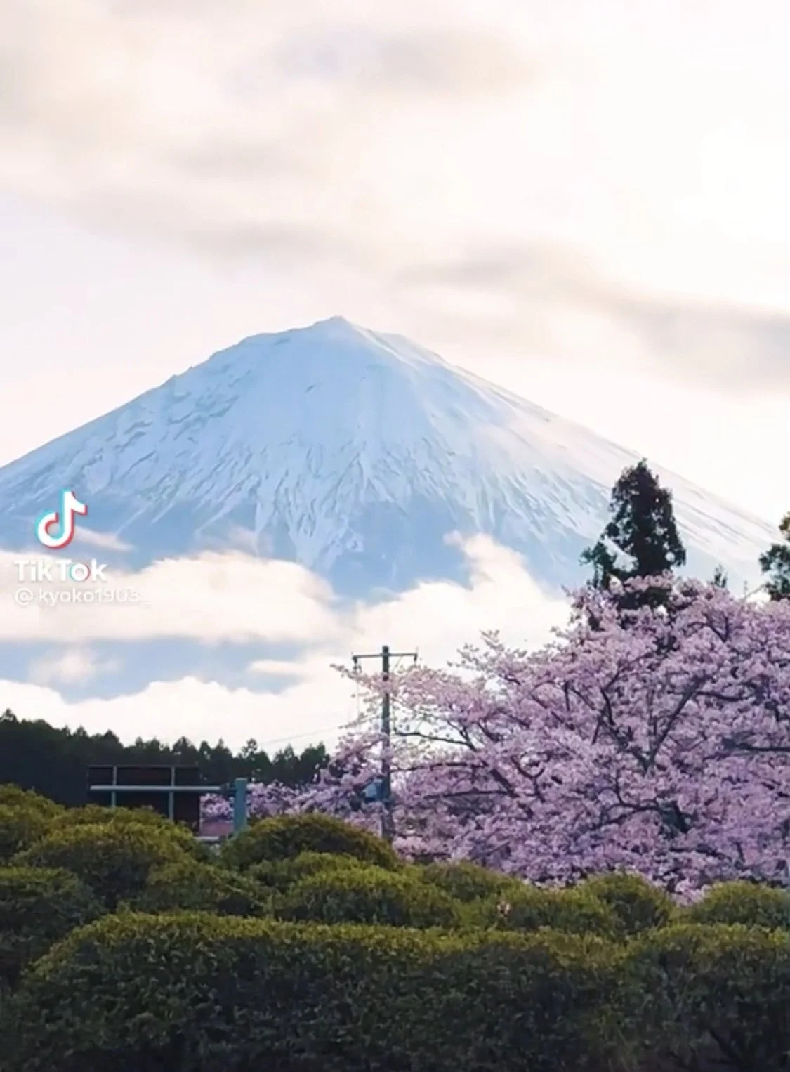 5 Good TikToks: Springtime in the City 🌸