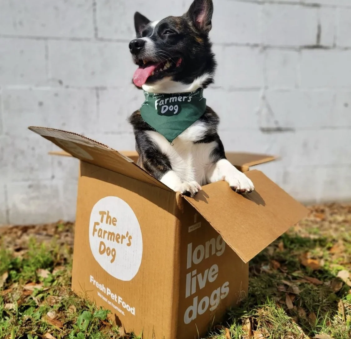 The Farmer’s Dog is Hiring an Associate Creative Director, Copy (NYC / Hybrid)