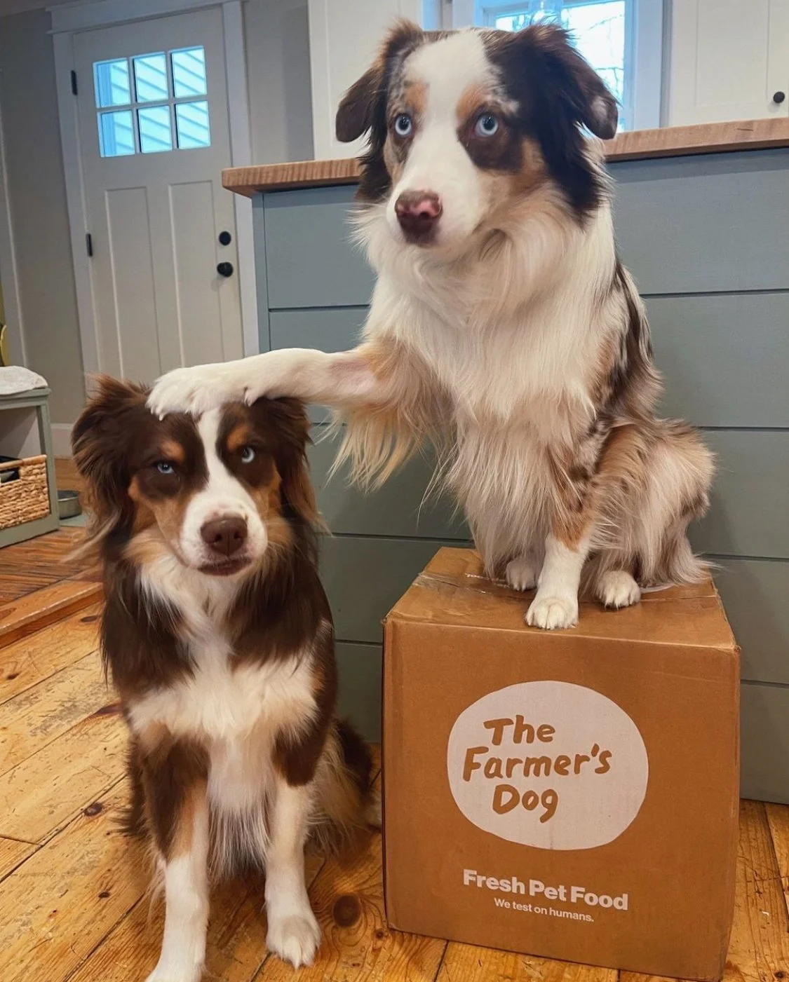 The Farmer’s Dog is Hiring a Copywriter (NYC/Hybrid)