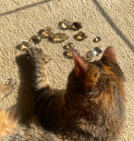 cat choosing crystals