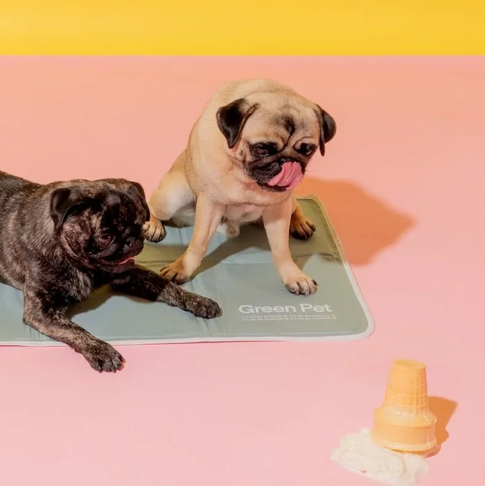 The One Thing Your Pet Needs This Summer 