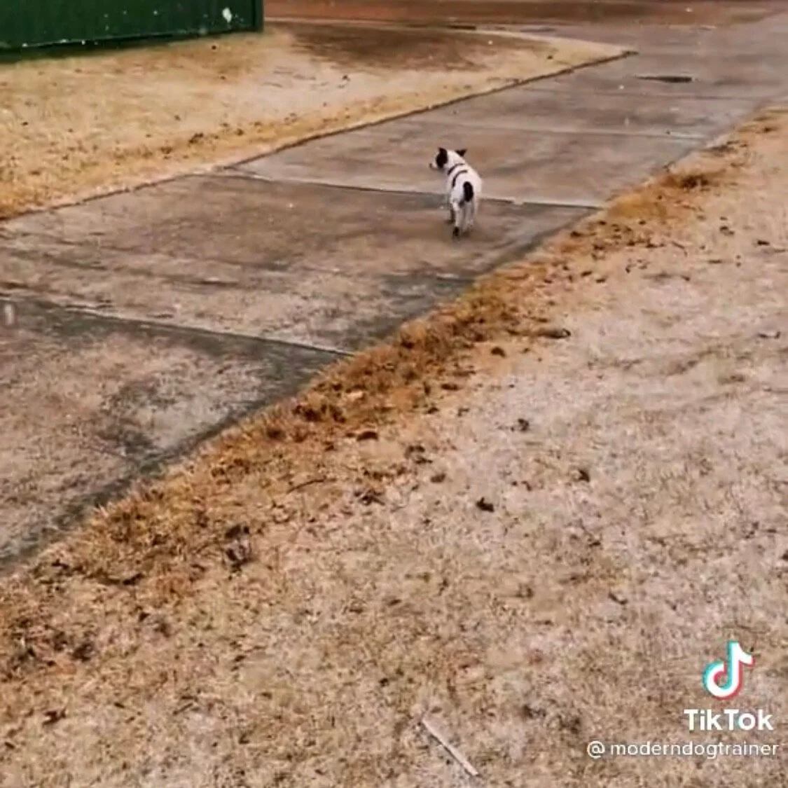 Watch dog TikToks