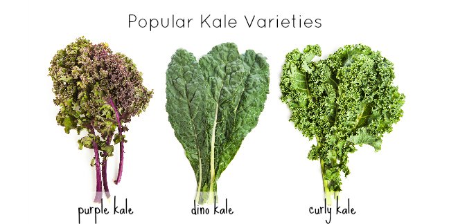 kale-varieties.jpg