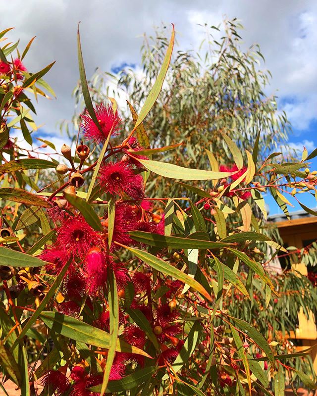 😍😍😍 Another perfect day in Footscray!