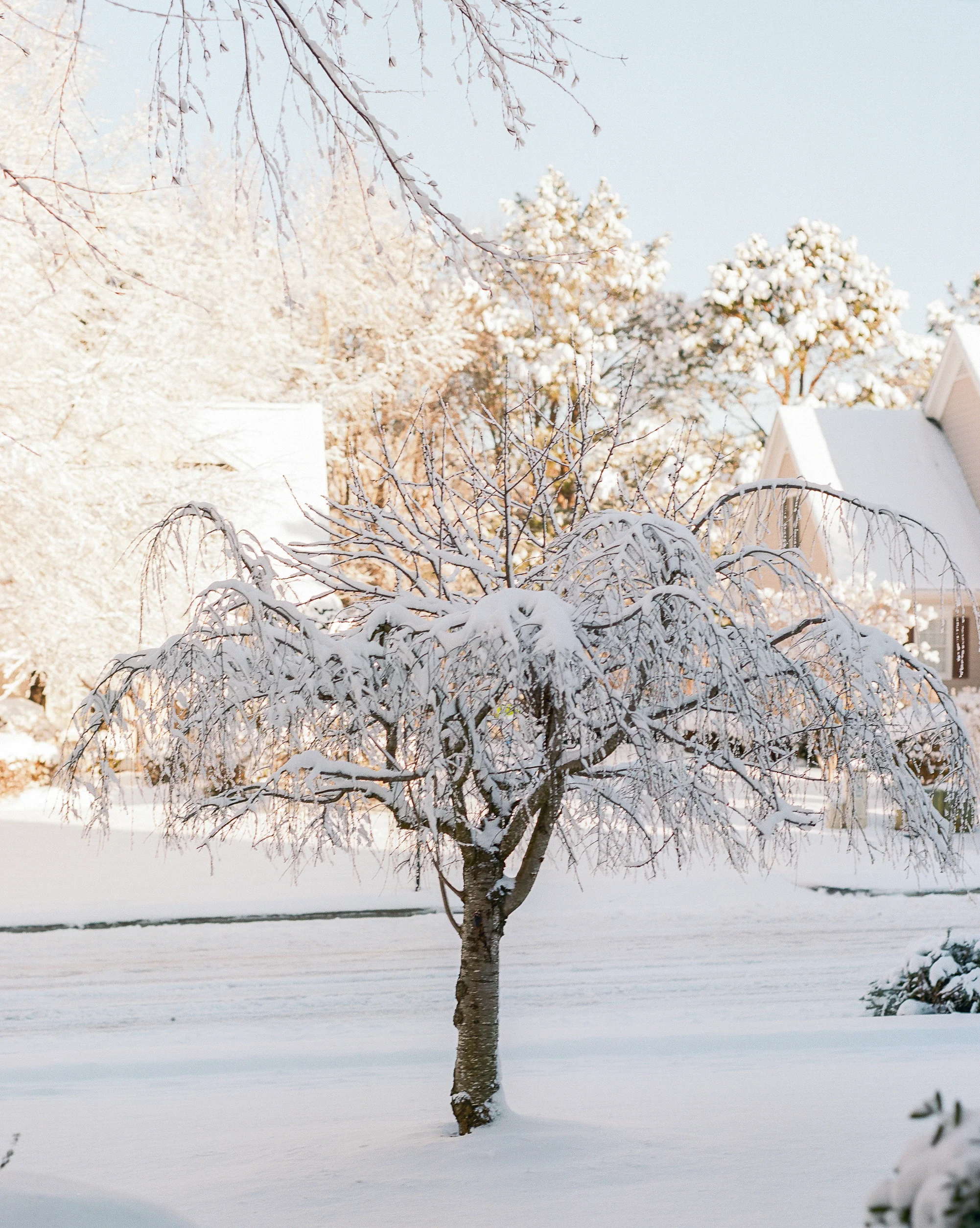 Snow Covered Tree Kodak Portra 160