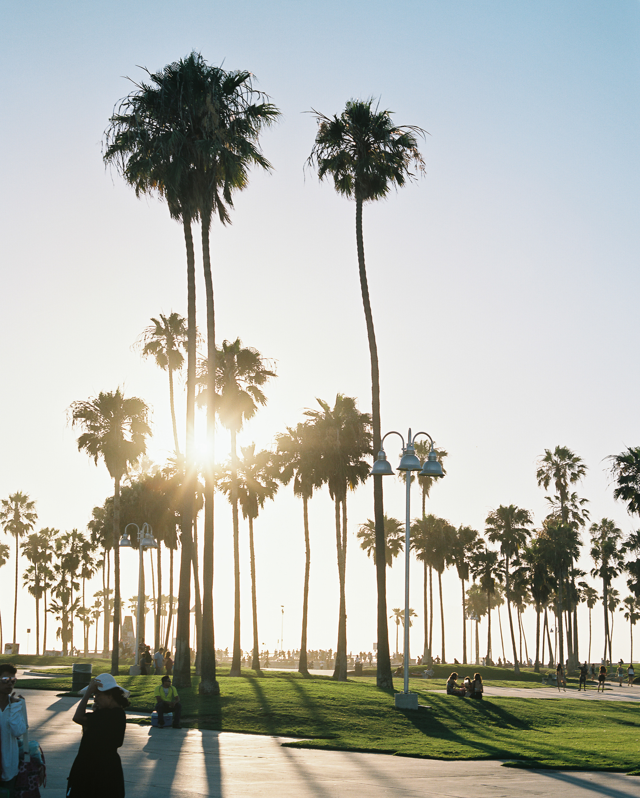 Venice Palms