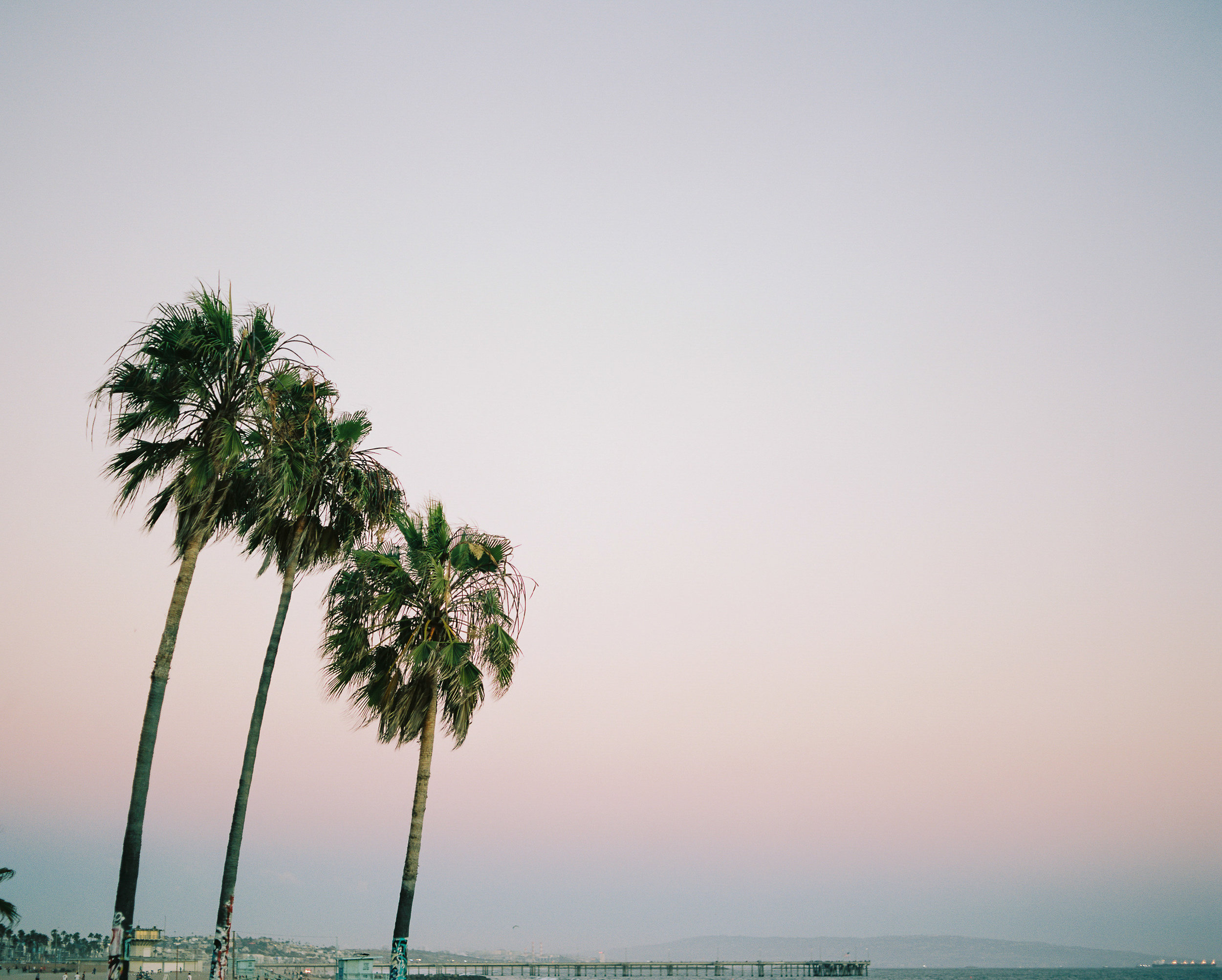 Sunset Palms