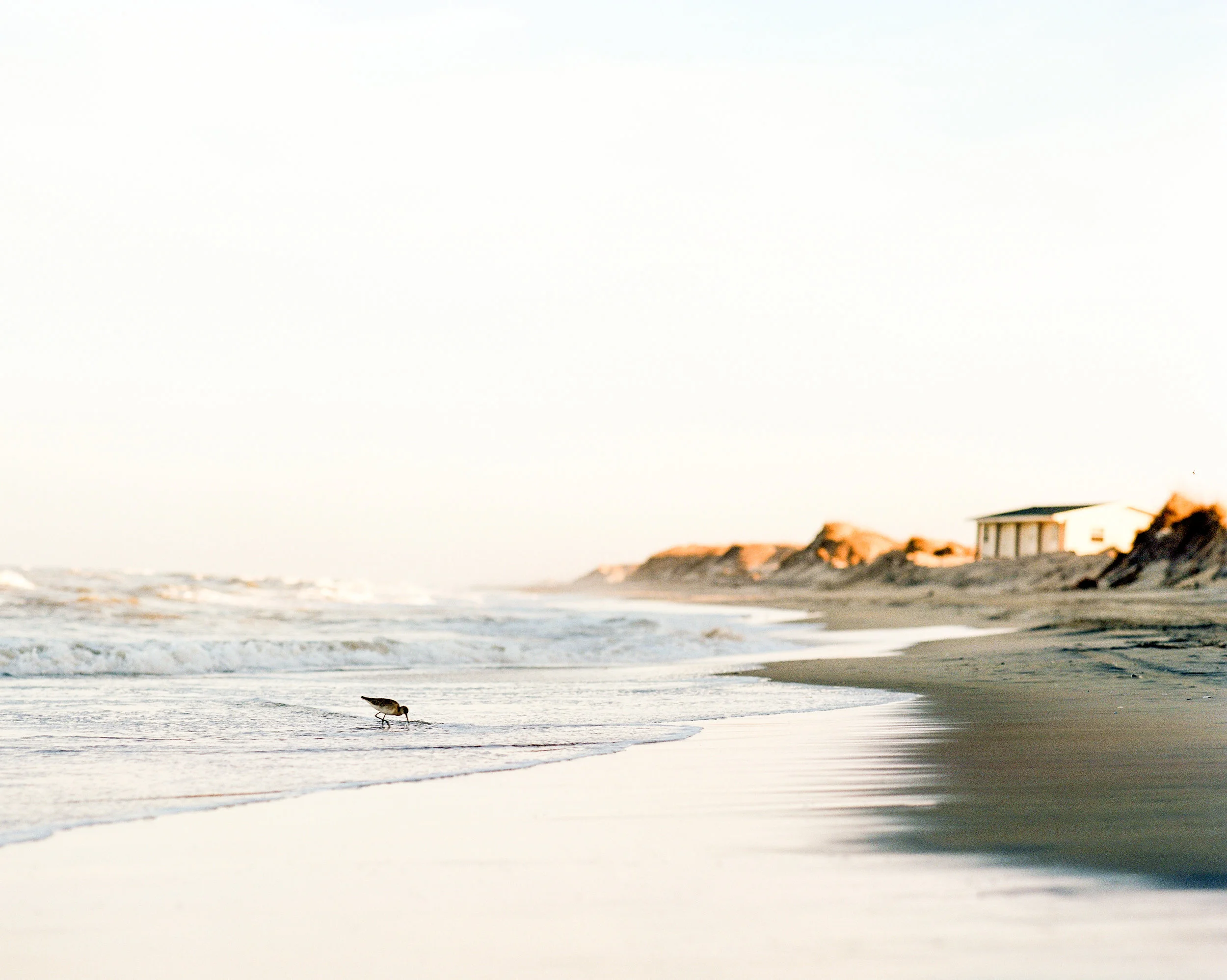 Sand Piper on OBX Beach Film