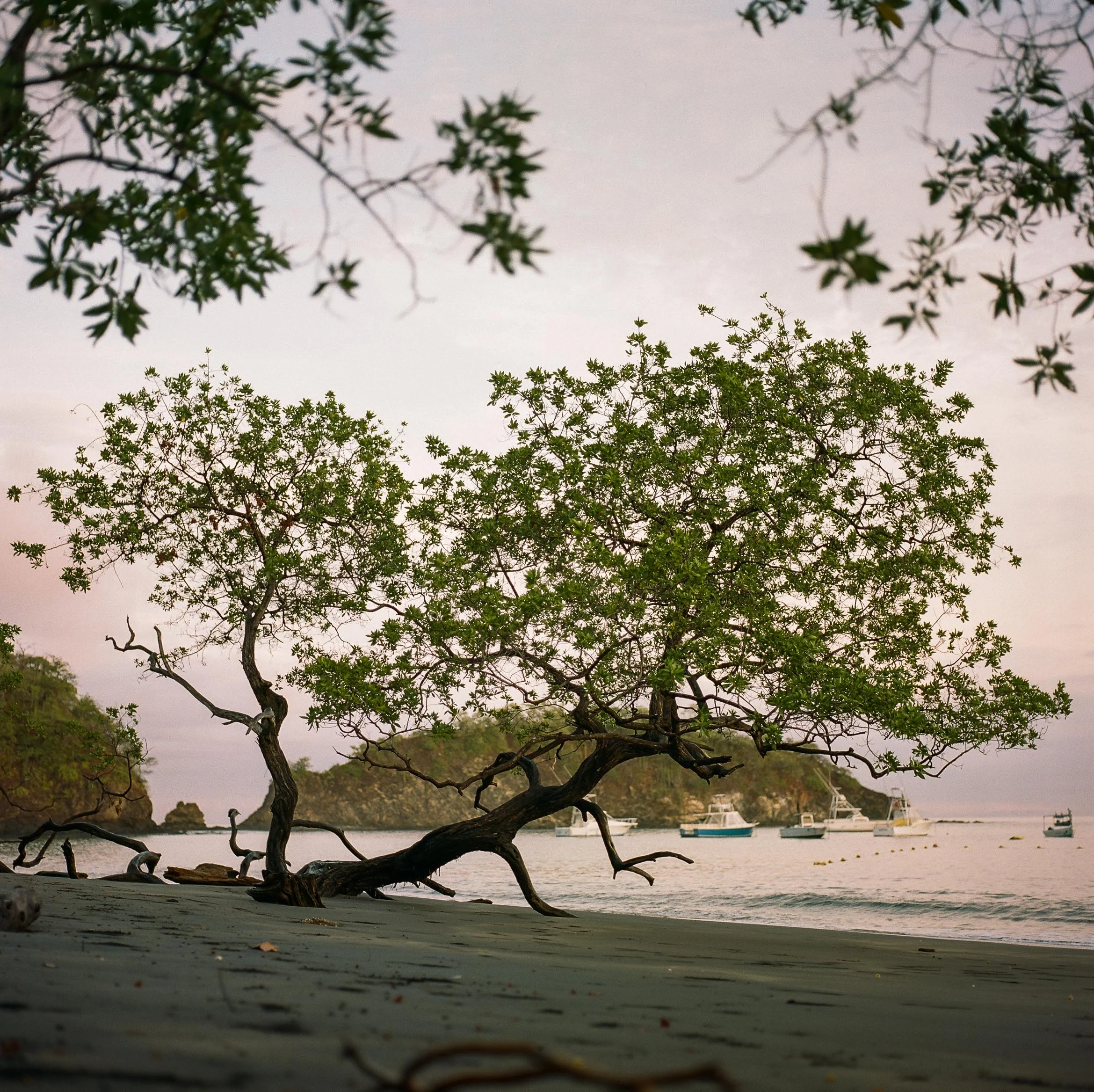 Playa Ocotal Beach Trees Sunset