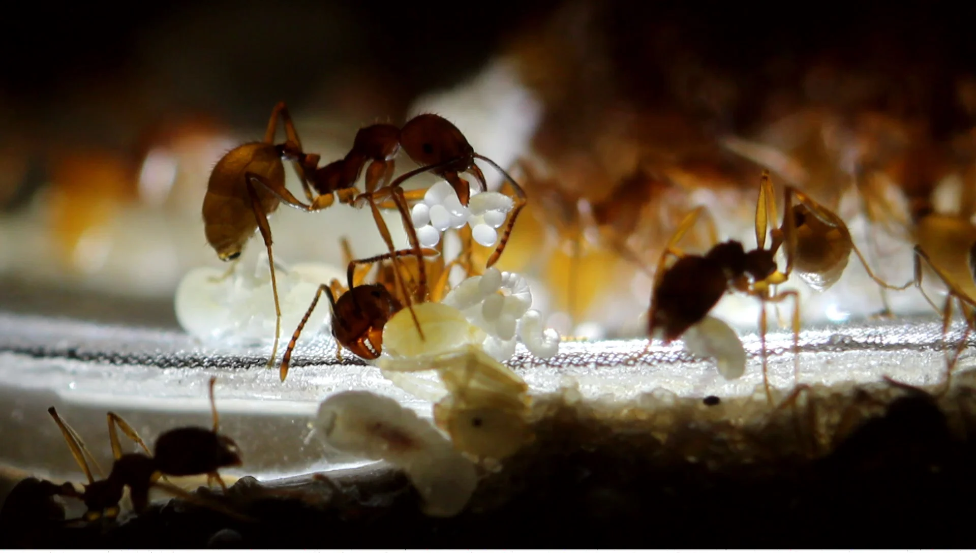 Farming Ants. Is it sustainable?