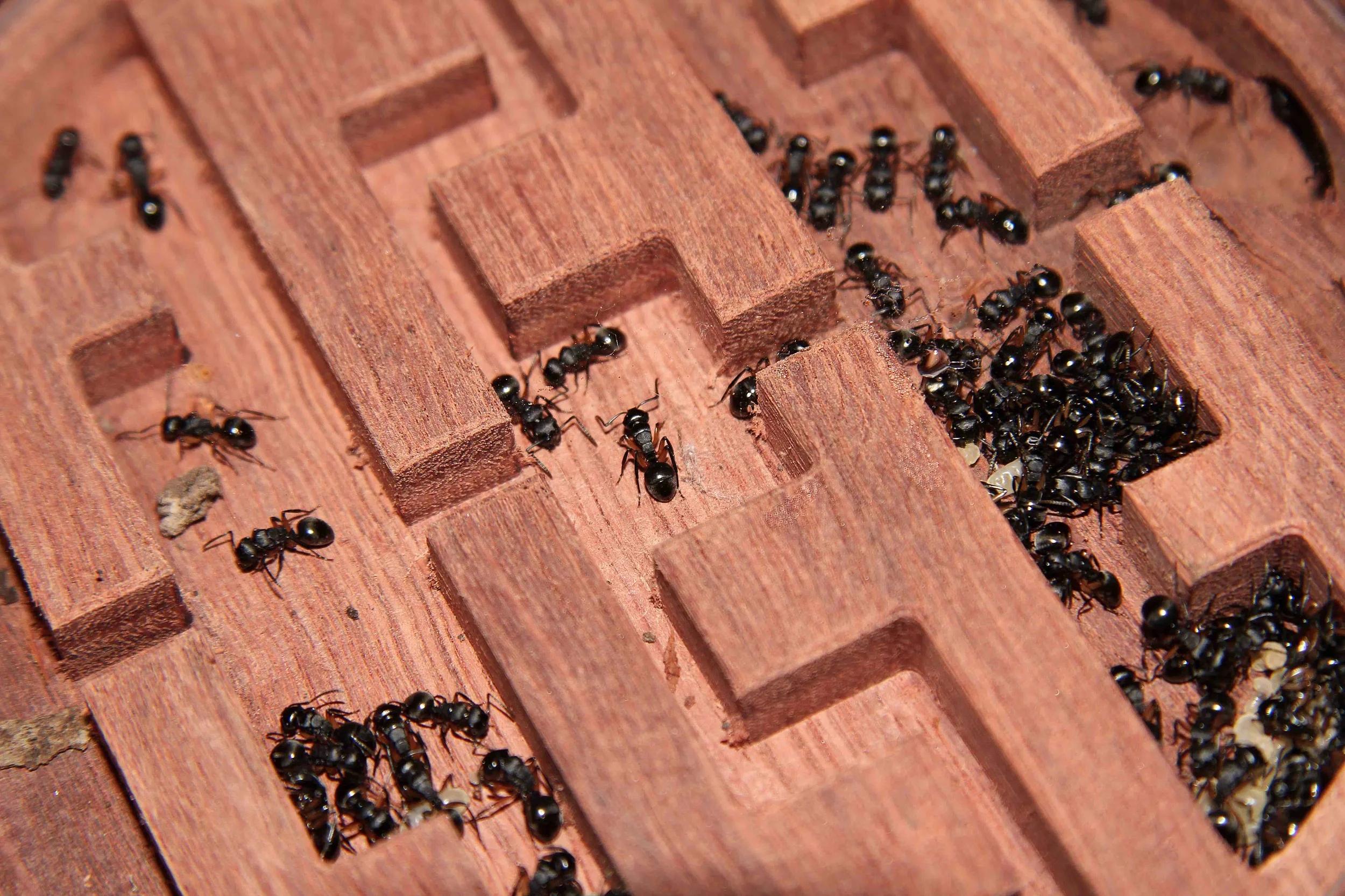 Gamergate wood formicarium — Gamergate