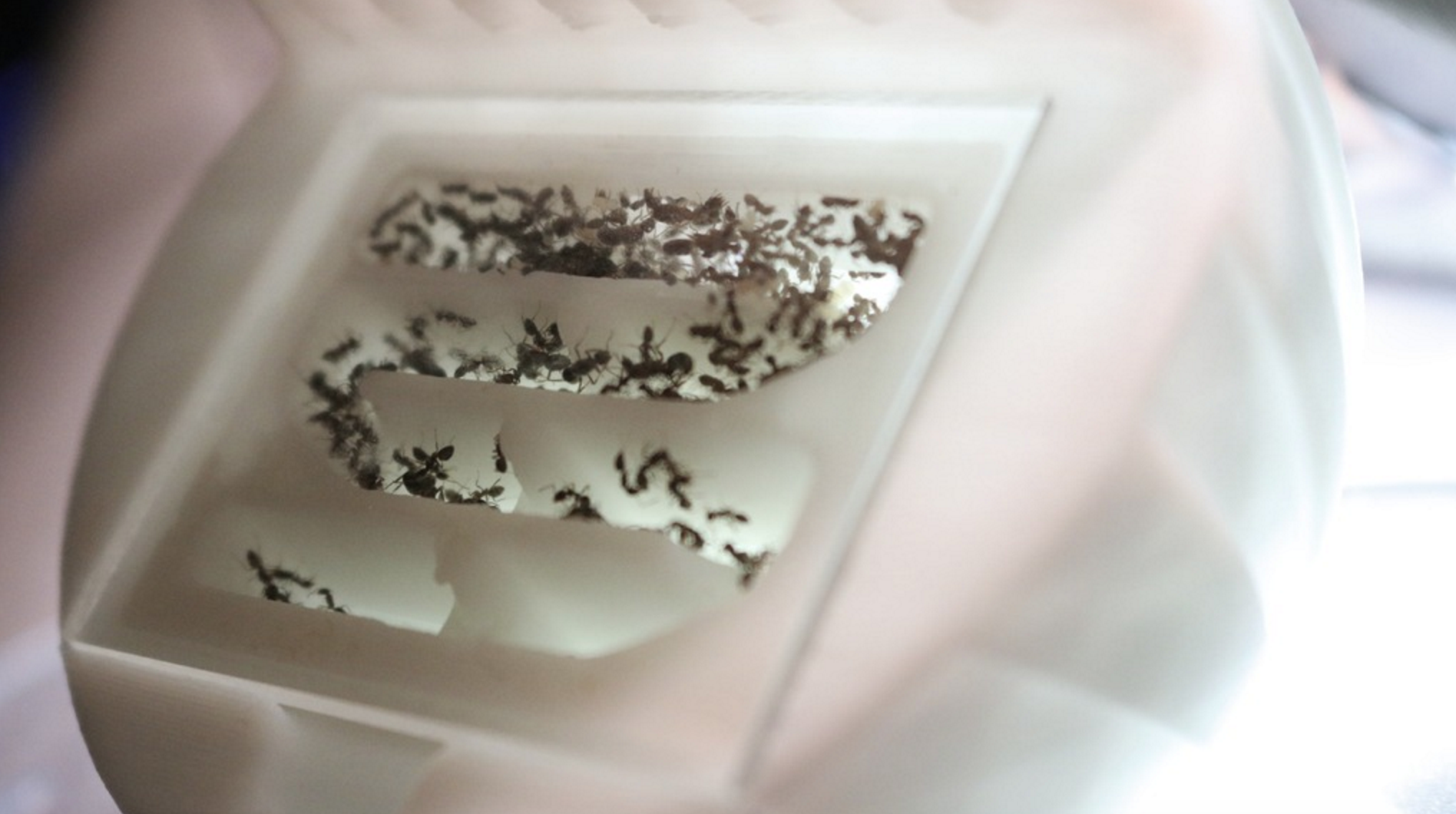 byformica small formicarium 3.png