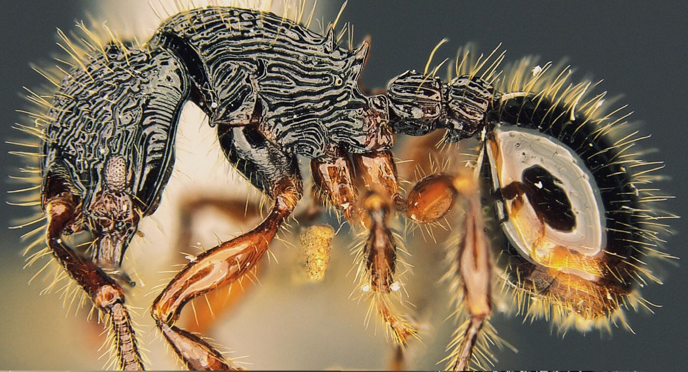Photo by Benoit Guénard, The University of Hong Kong