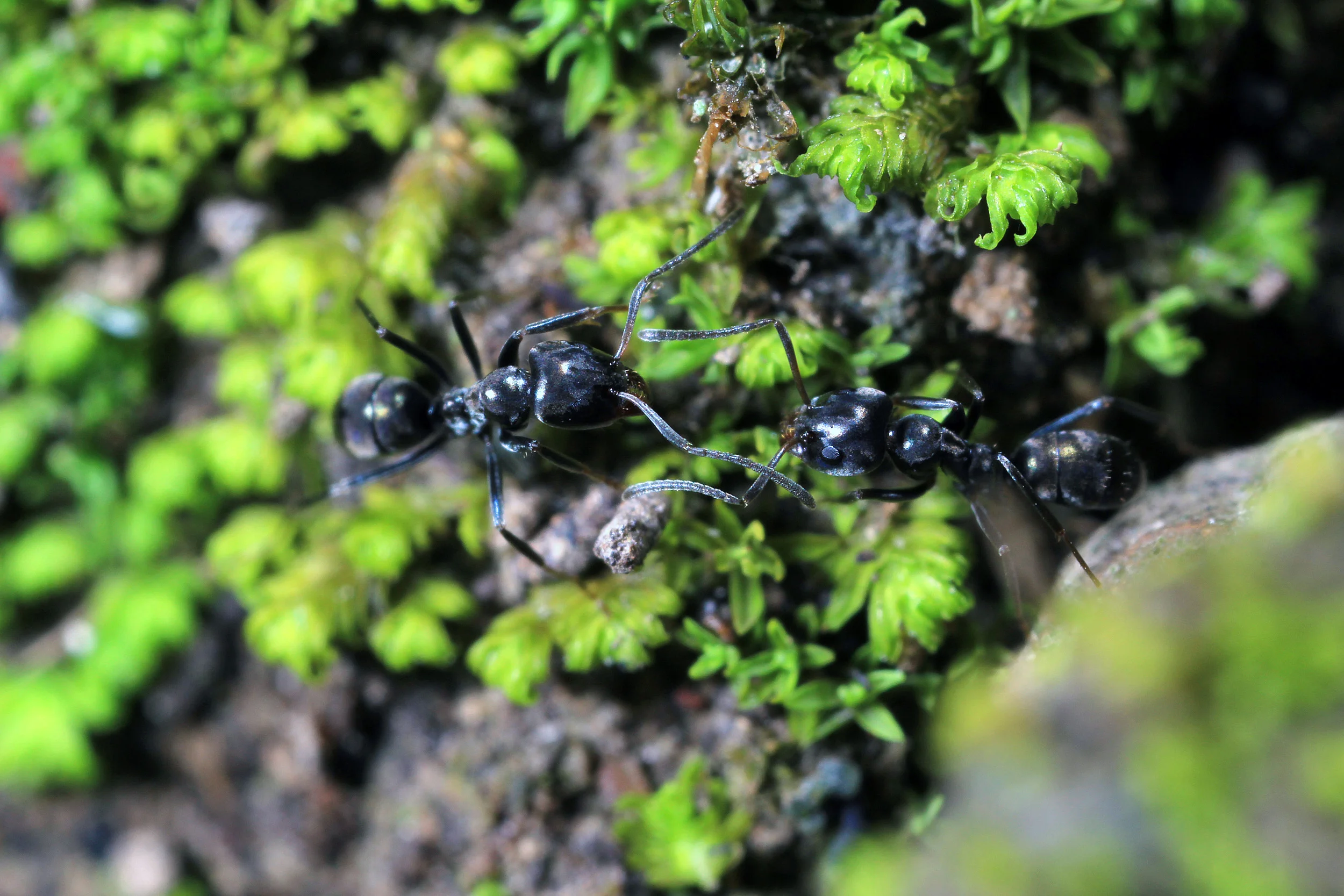Iridomyrmex sp. — Gamergate