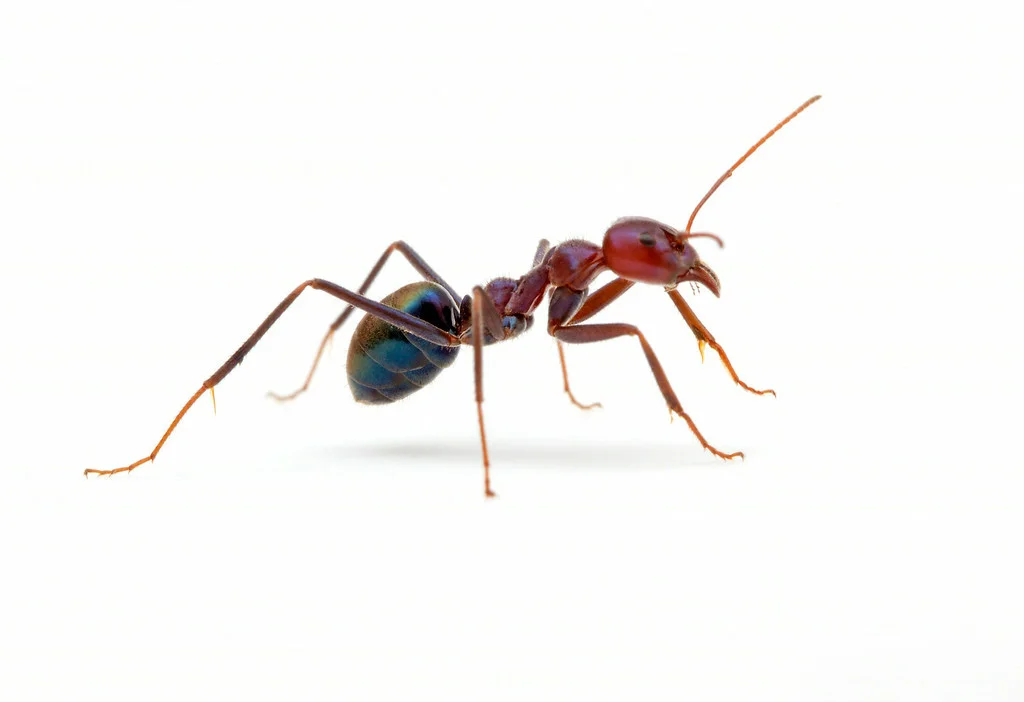 Iridomyrmex purpureus
