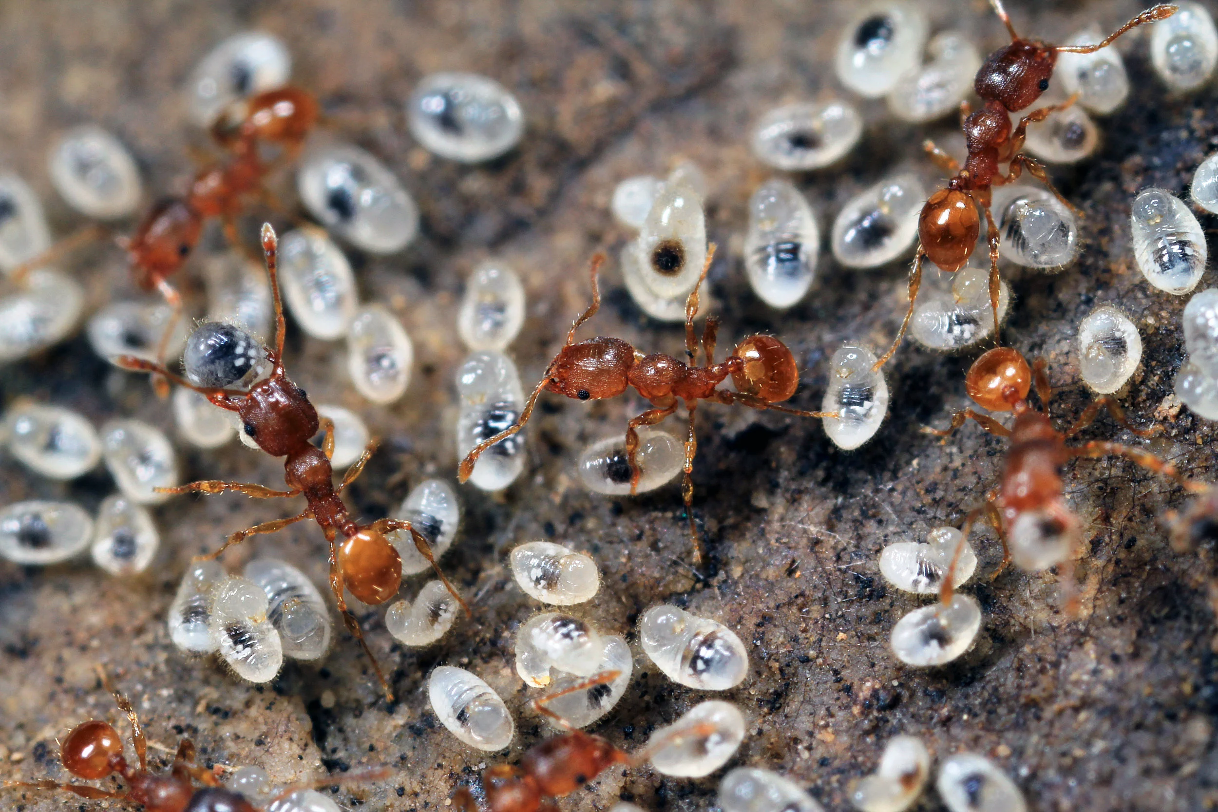 Pheidole sp. — Gamergate