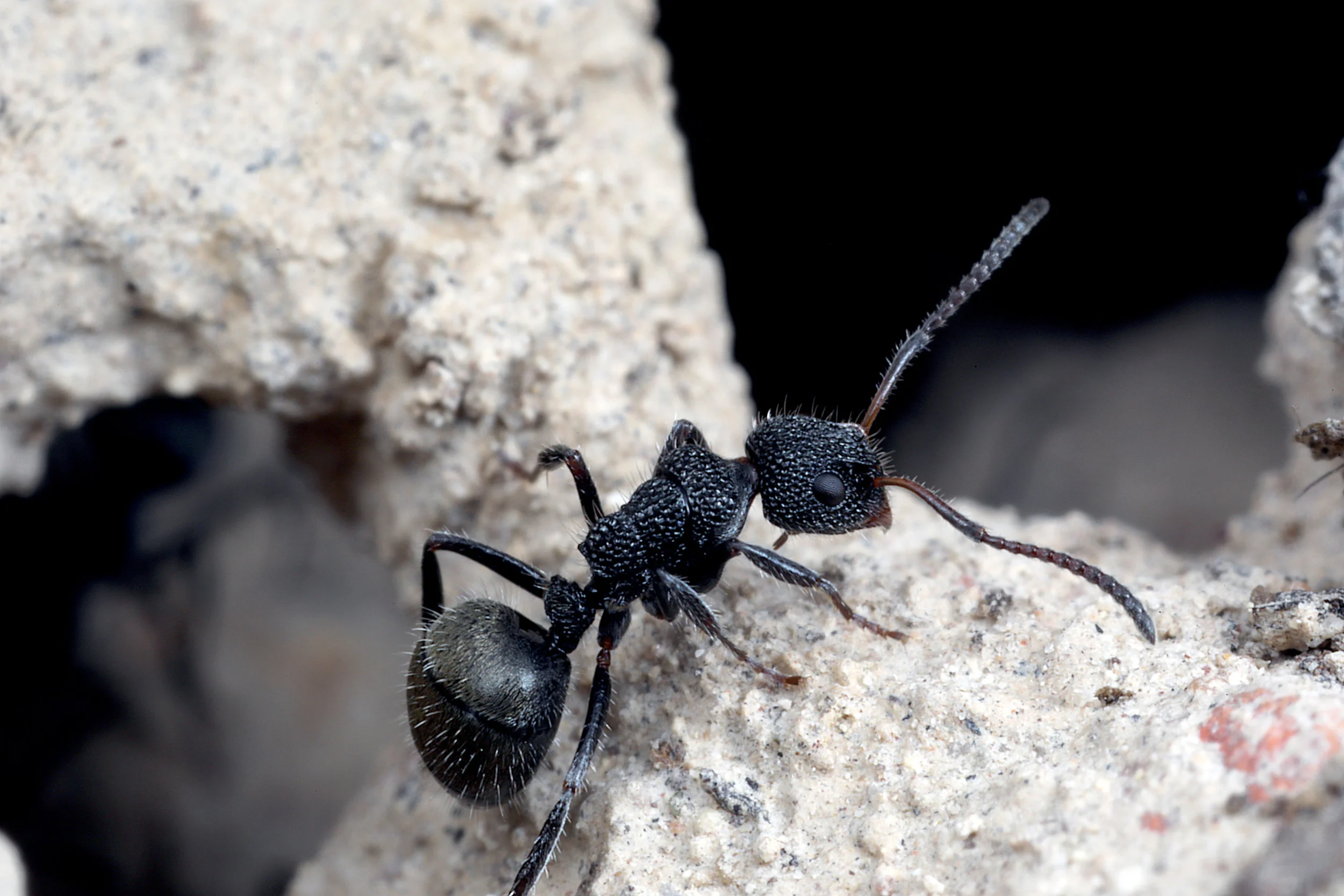 Dolichoderus cf scrobiculatus
