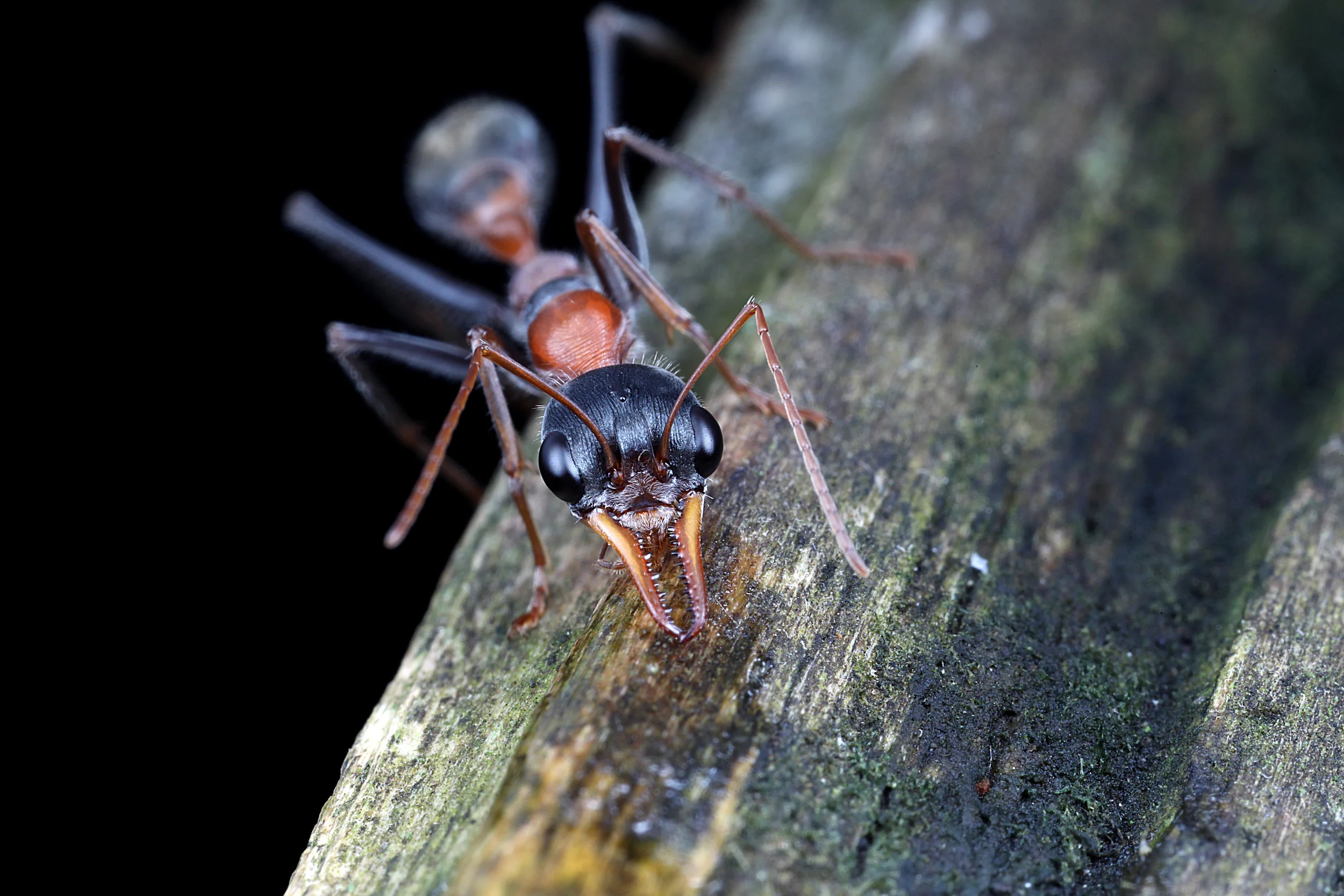 Myrmecia nigrocinta