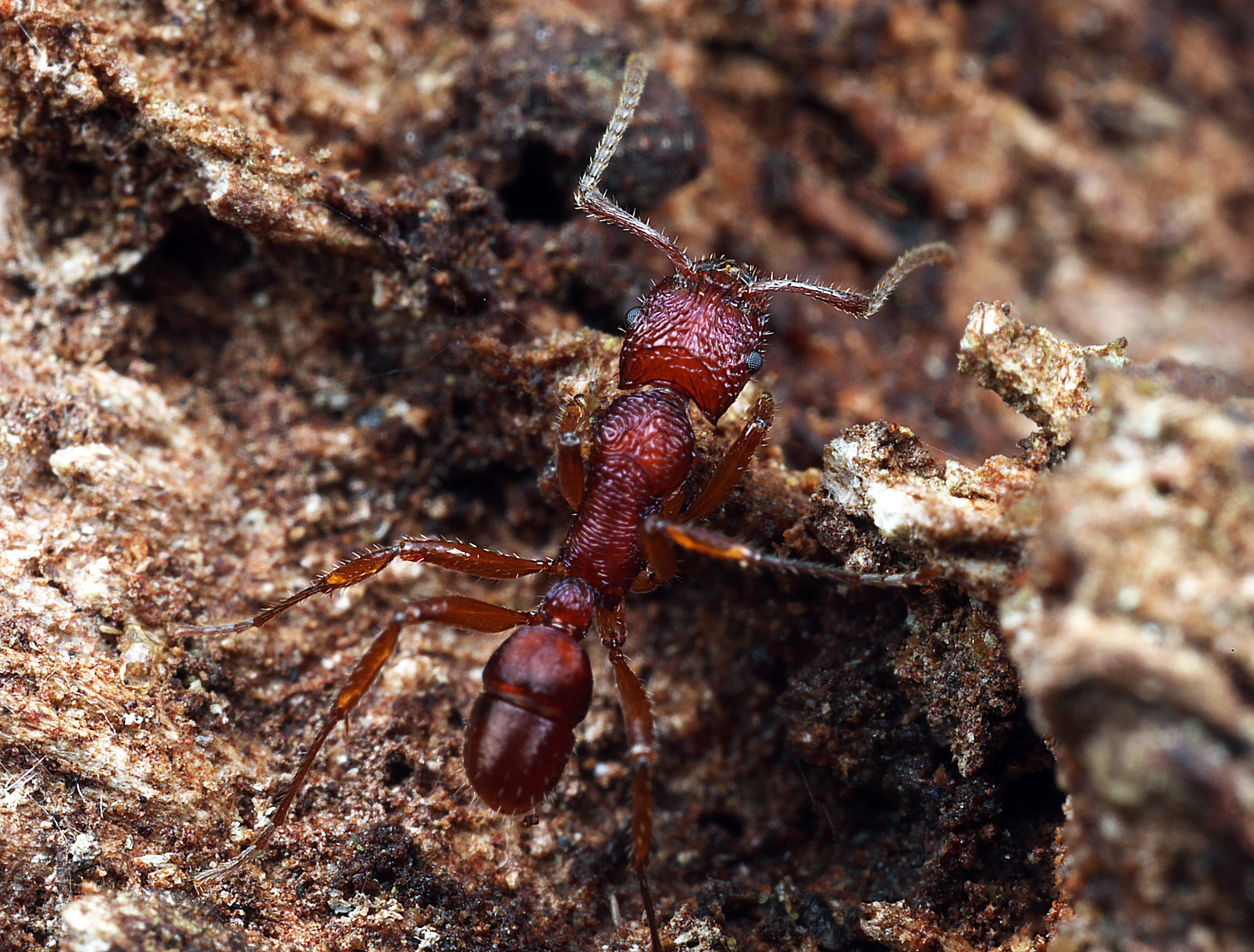 Rhytidoponera sp.