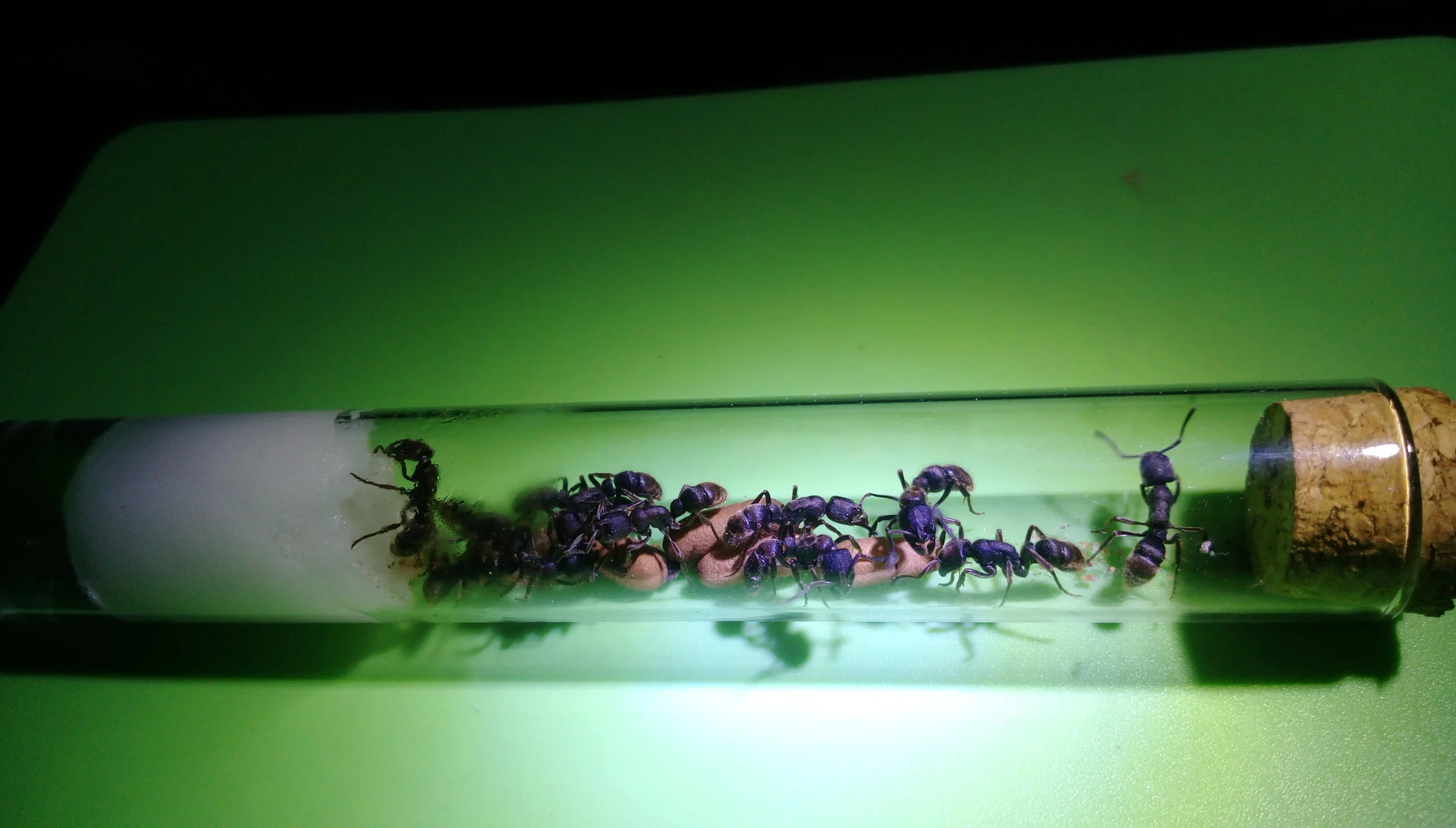 A colony of 12 workers in a test tube setup.