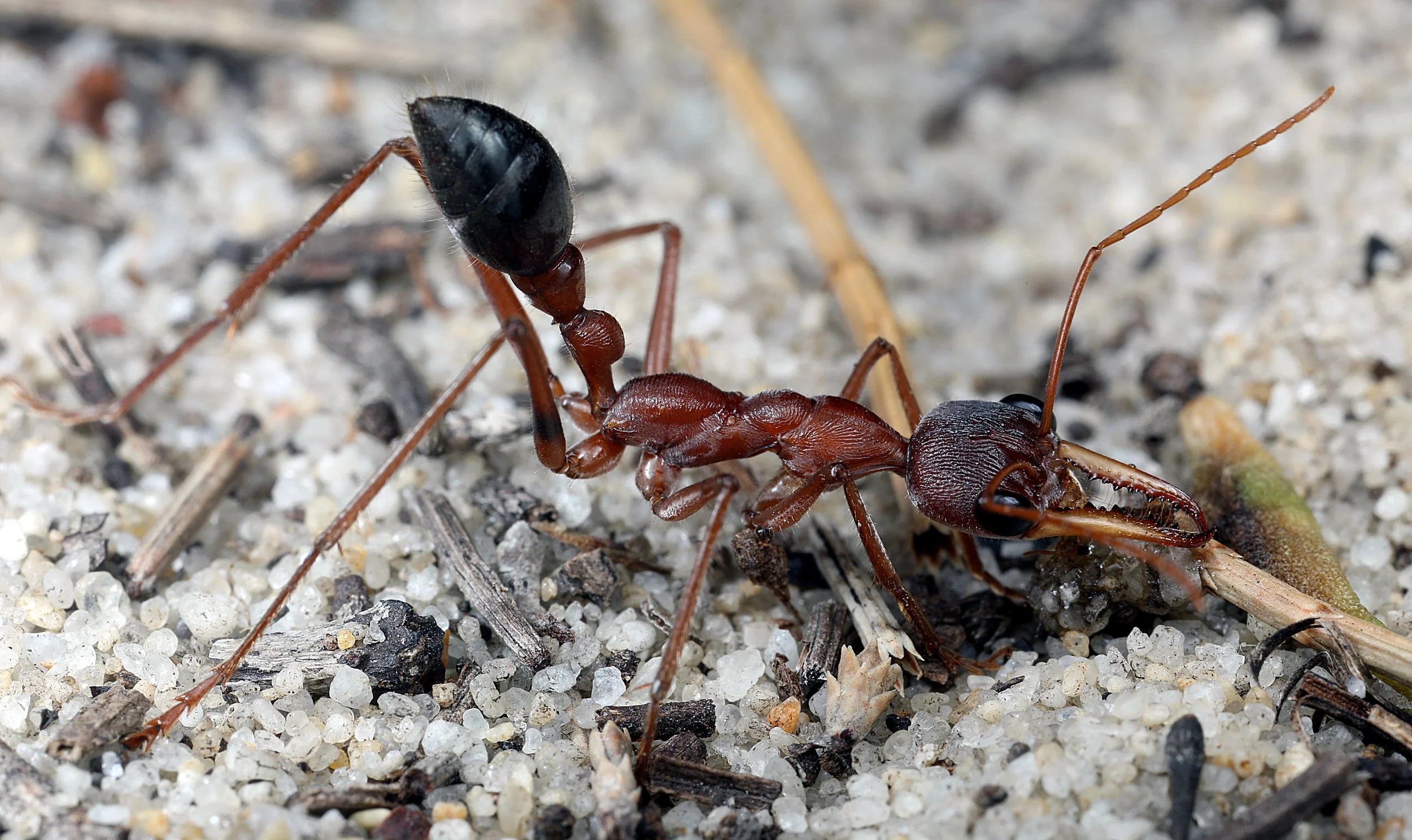 Myrmecia vindex