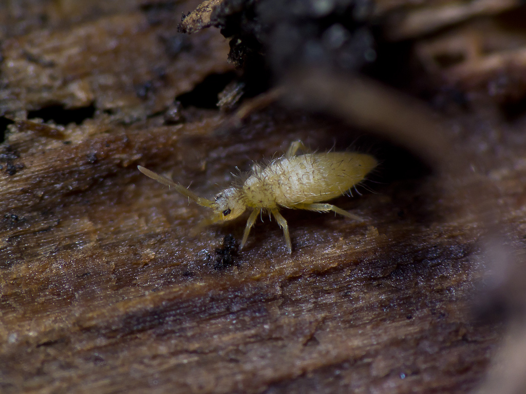 Have You Ever Considered Cultivating Springtails? — Gamergate