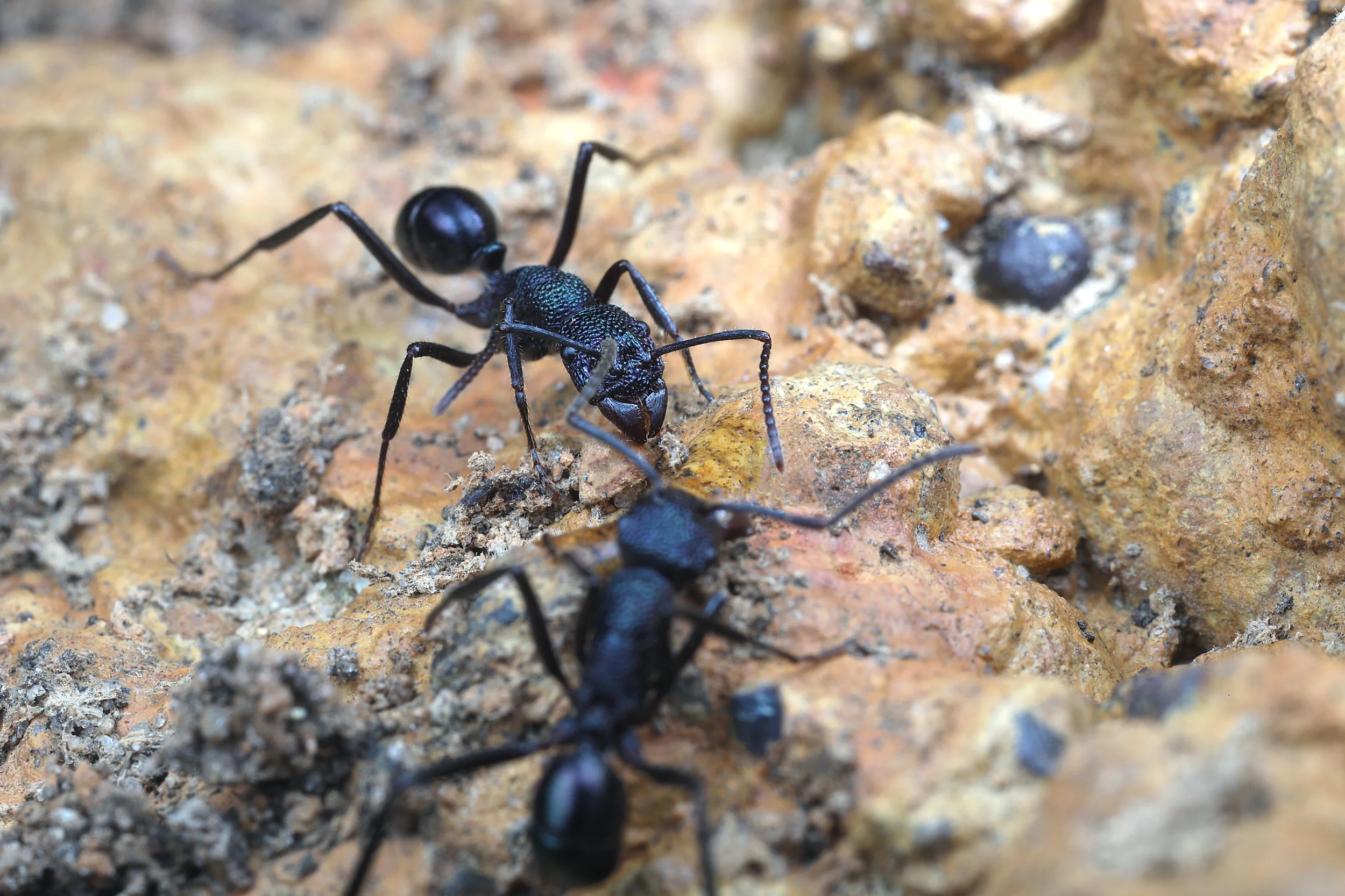 Rhytidoponera violacea