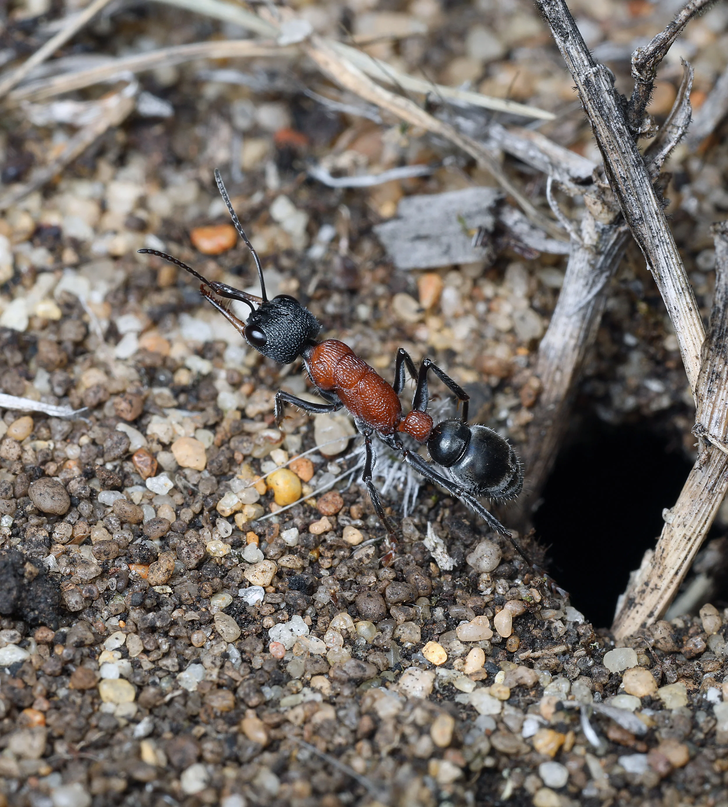 Myrmecia swalei