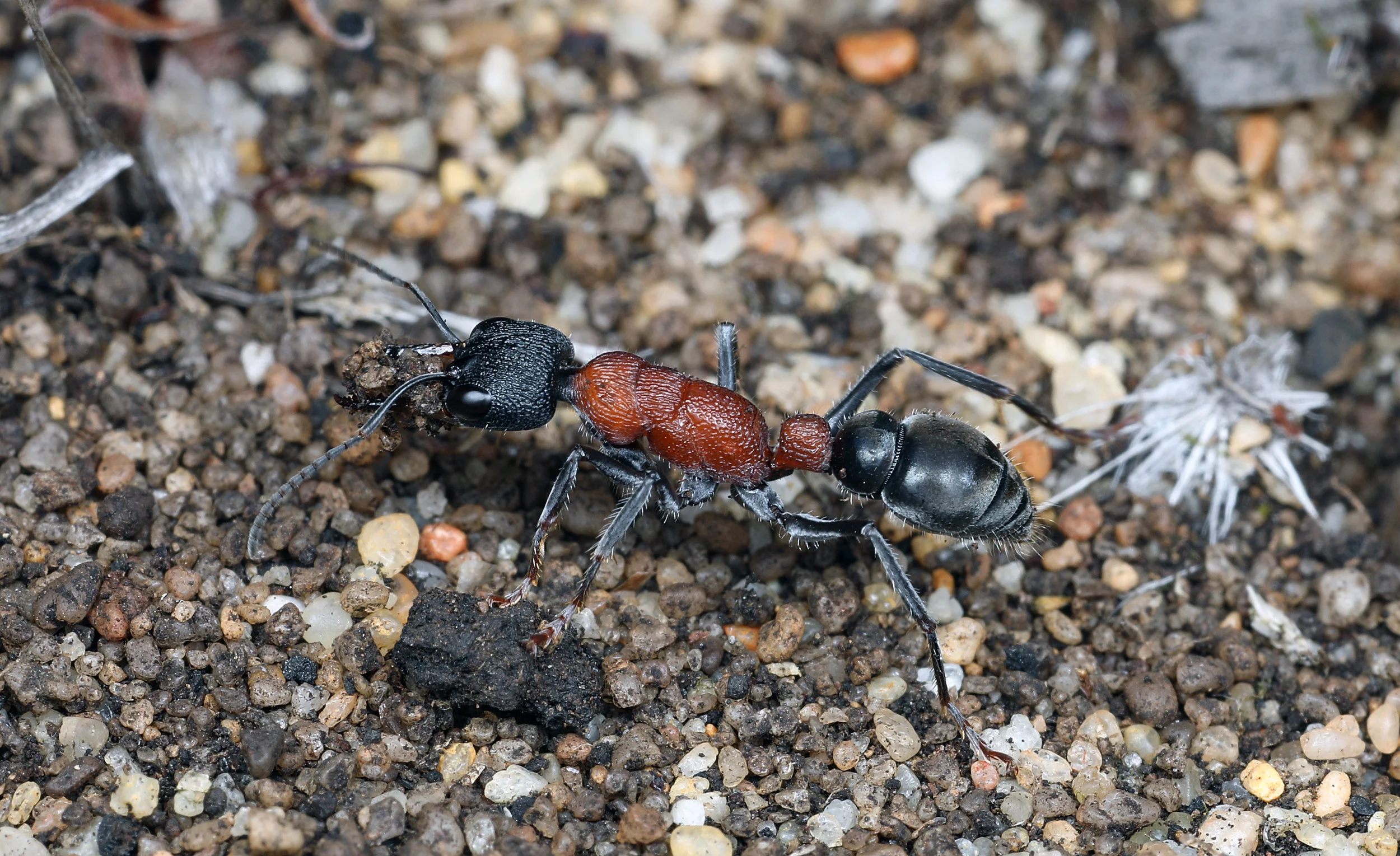 Myrmecia swalei