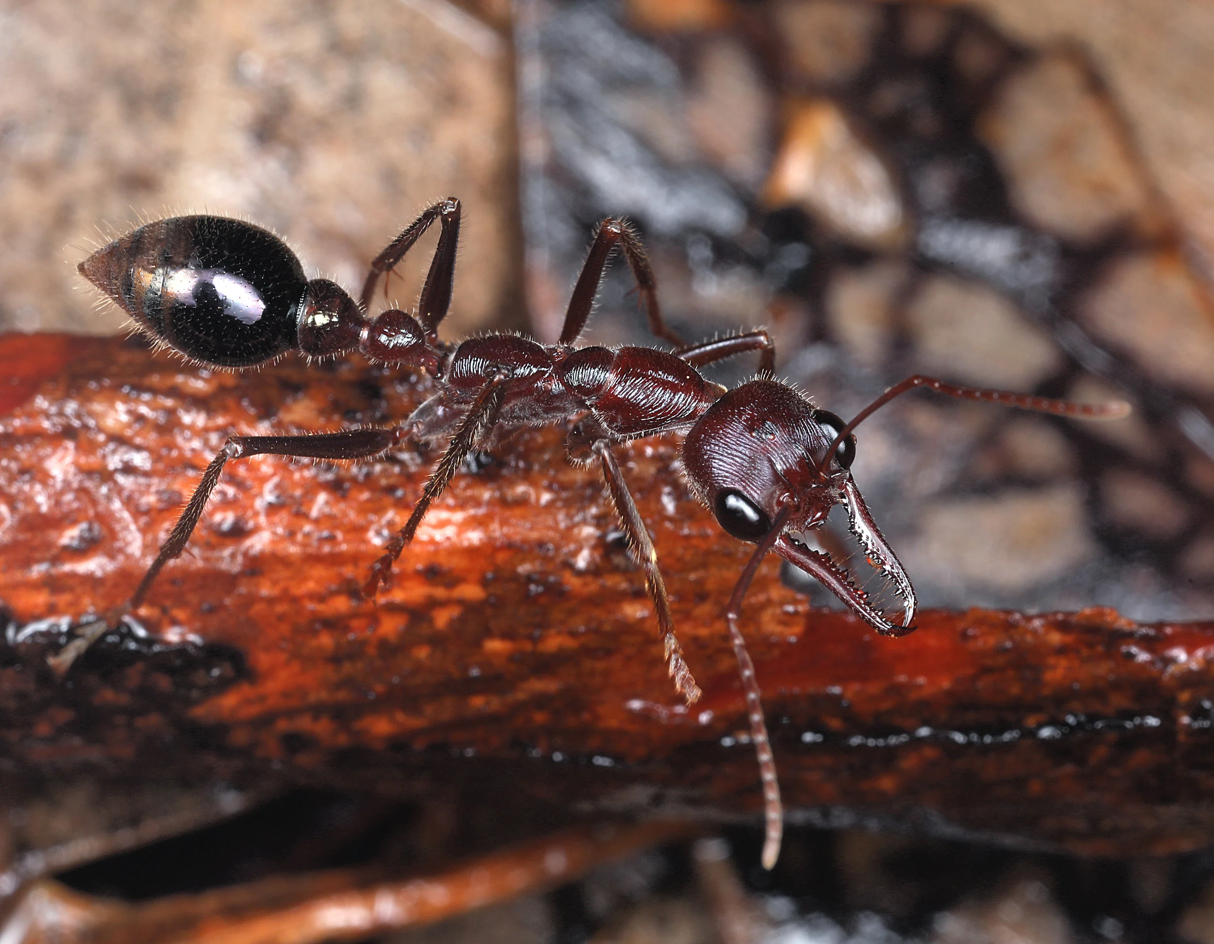 Myrmecia regularis