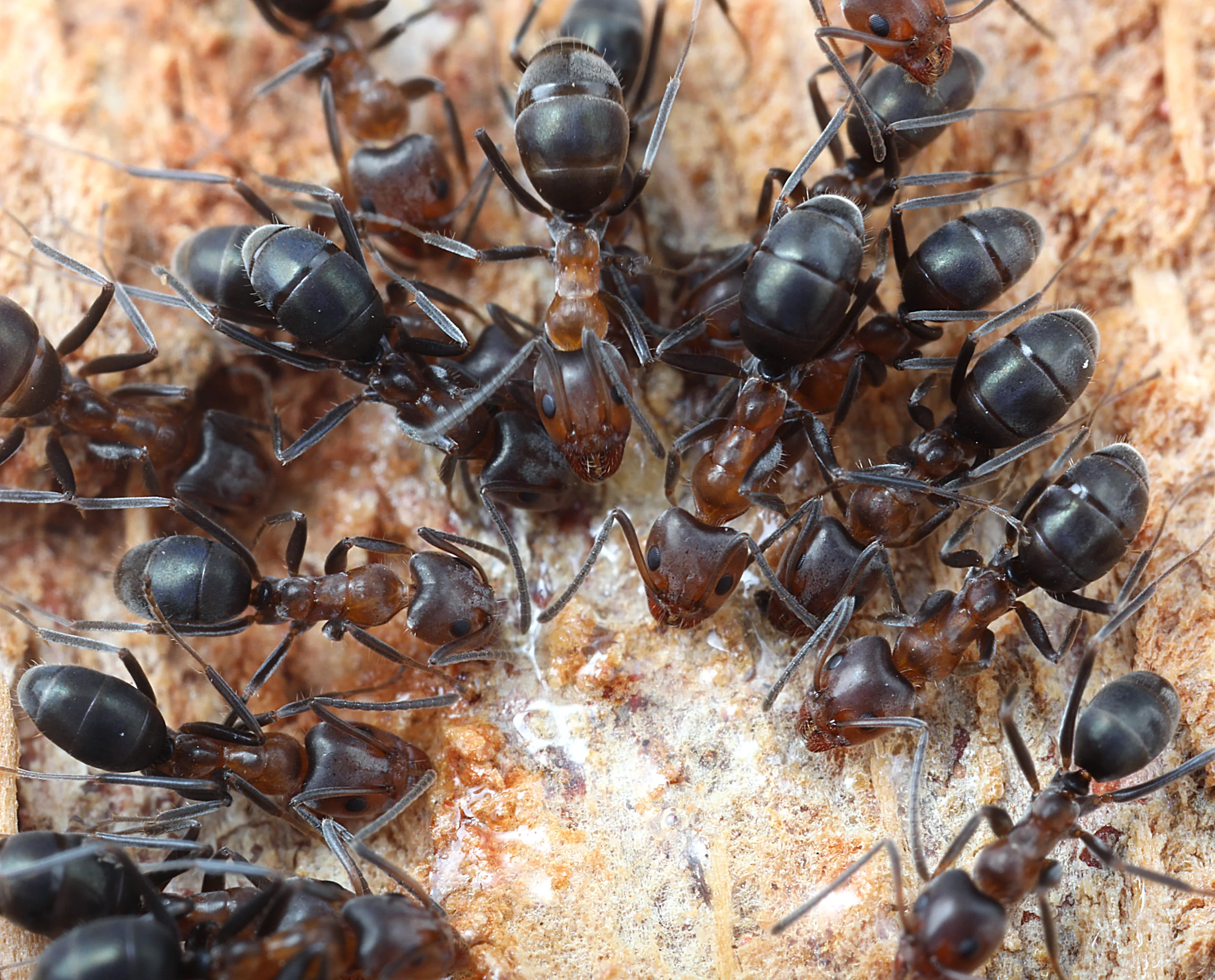 Iridomyrmex sp.