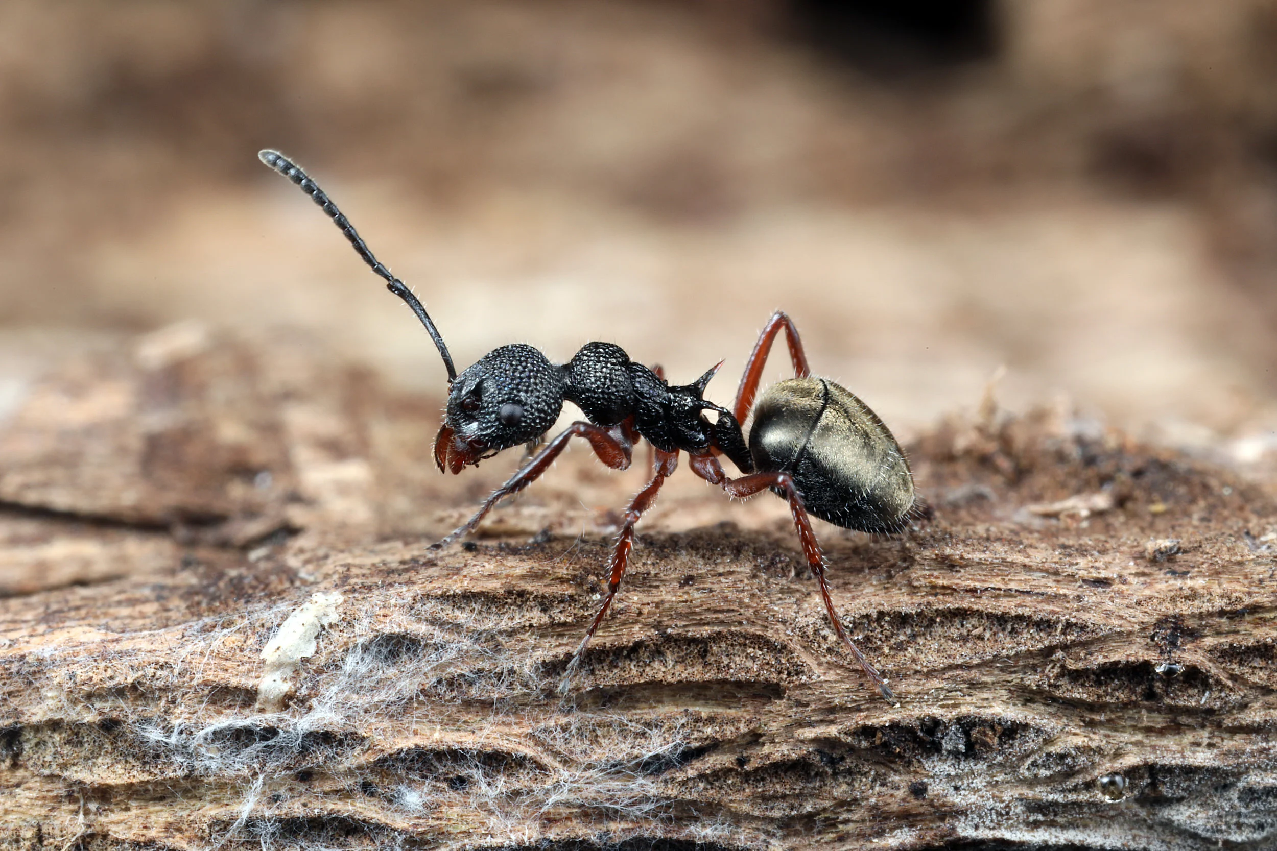 Dolichoderus scabridus