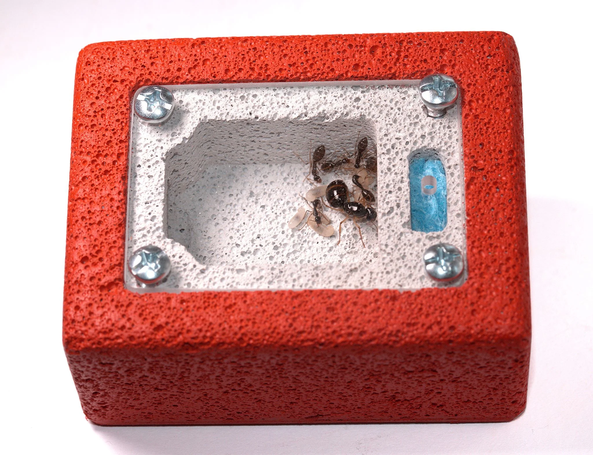 UPDATE: Prototype Formicarium From Ants Australia 