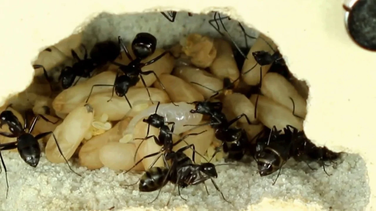 Tar Heel Ants Highlights The Usefulness Of Fruit Flies In Ant Desk 3 Video