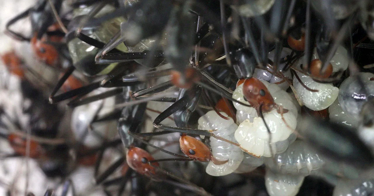 Inside A Spider Ant Colony