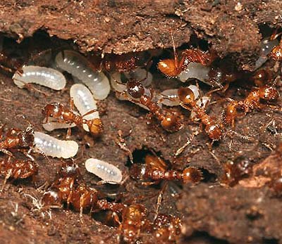 myrmica-rubra-1-koningin-en-10-werksters.jpg