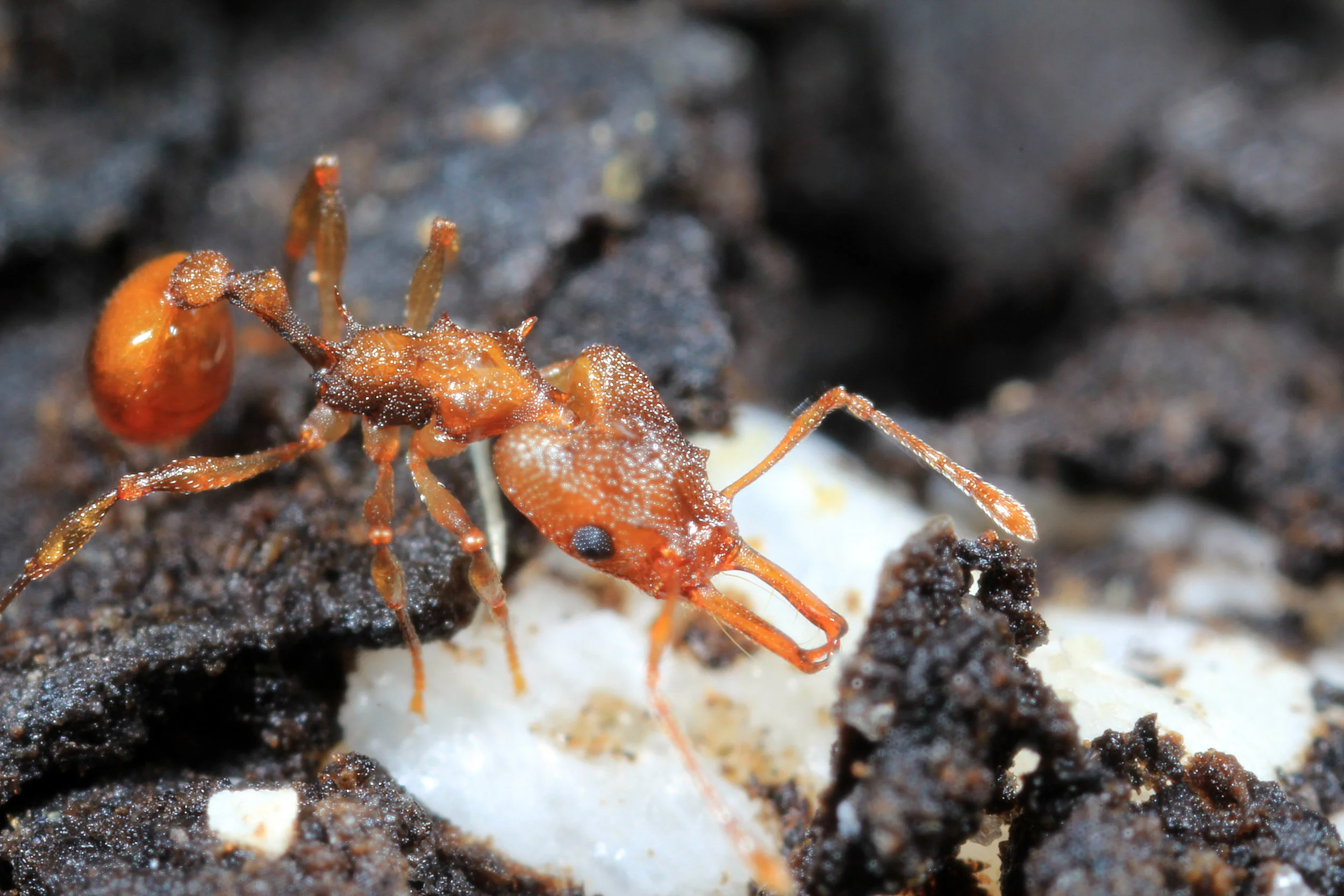 Inside An Orectognathus Colony