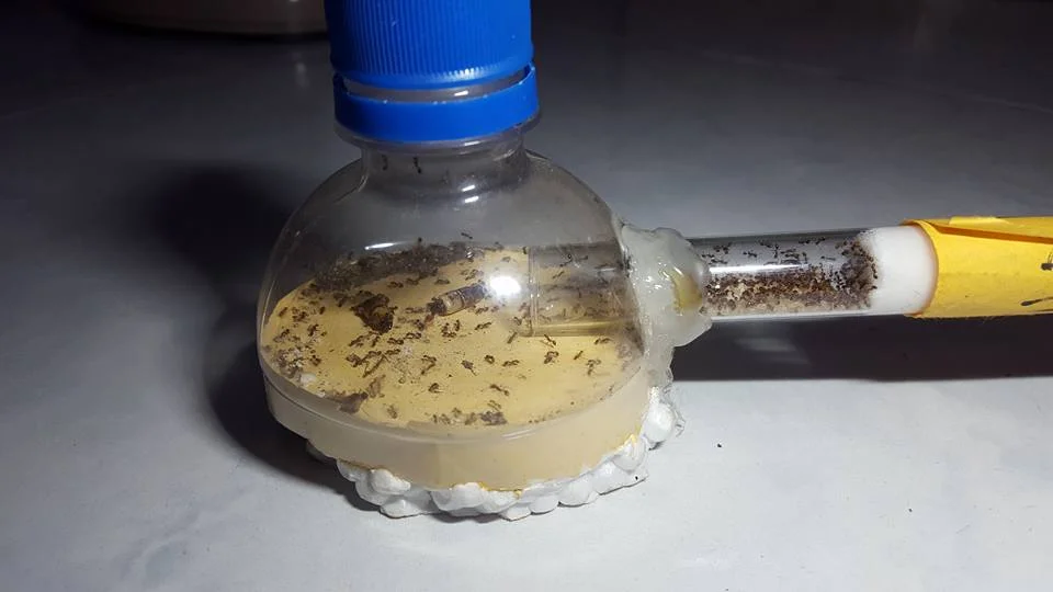 Formicarium Made From A Soda Bottle