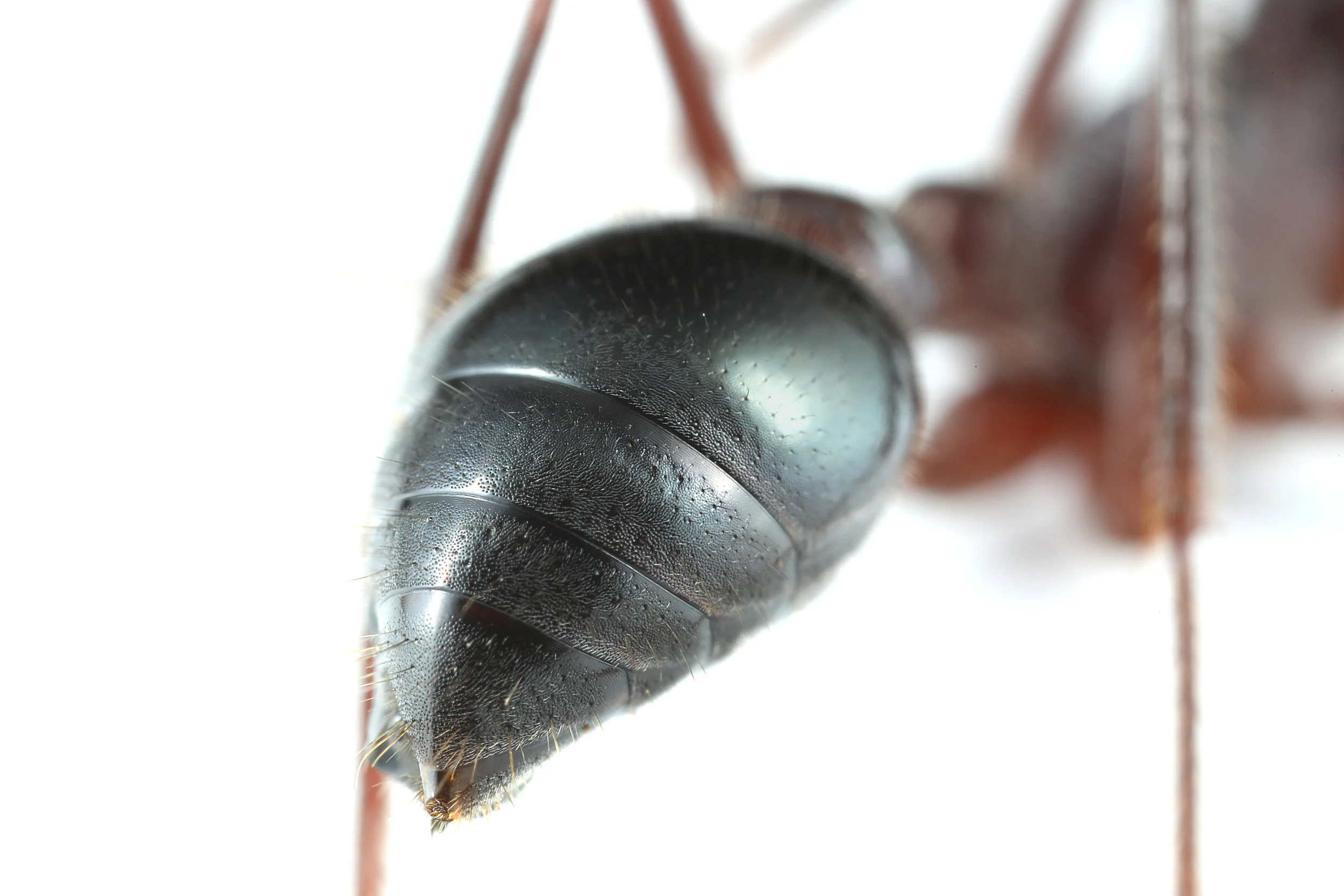 Myrmecia forficata — Gamergate