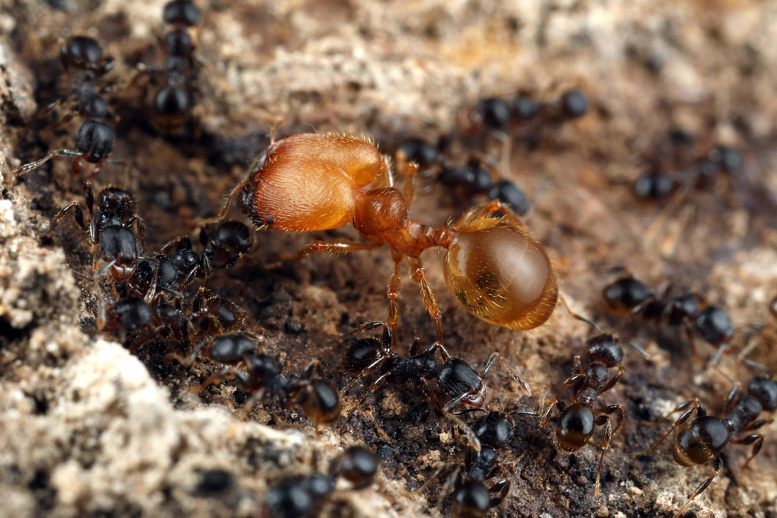 Pheidole sp.