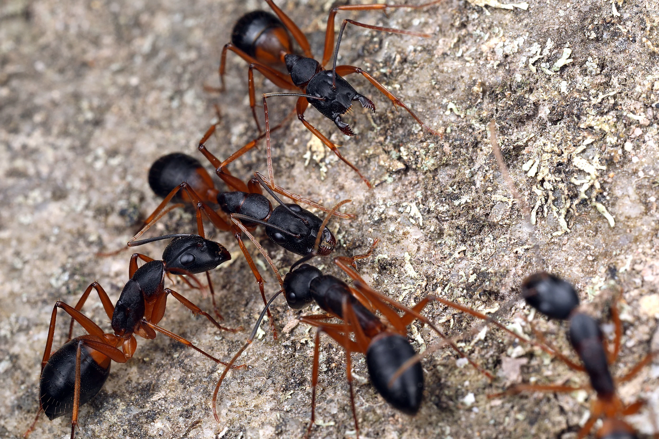 Camponotus consobrinus