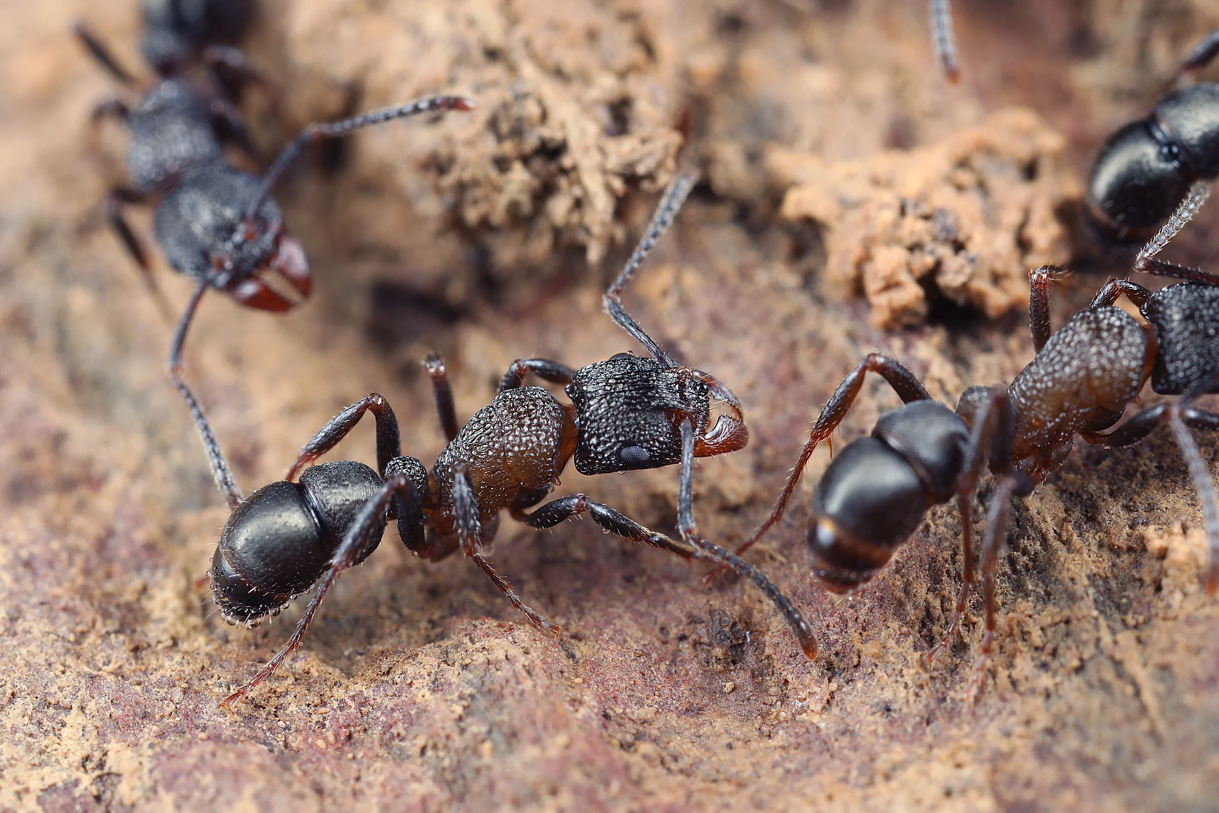 Rhytidoponera tasmaniensis