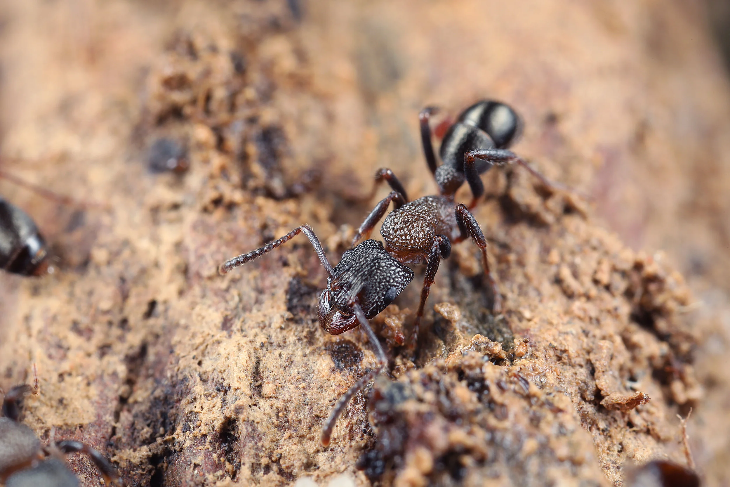 Rhytidoponera tasmaniensis