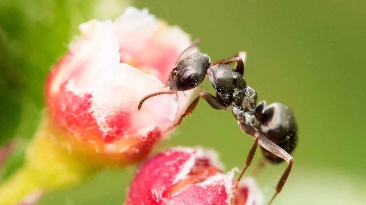 Ants Australia Release New Video In Docu Series