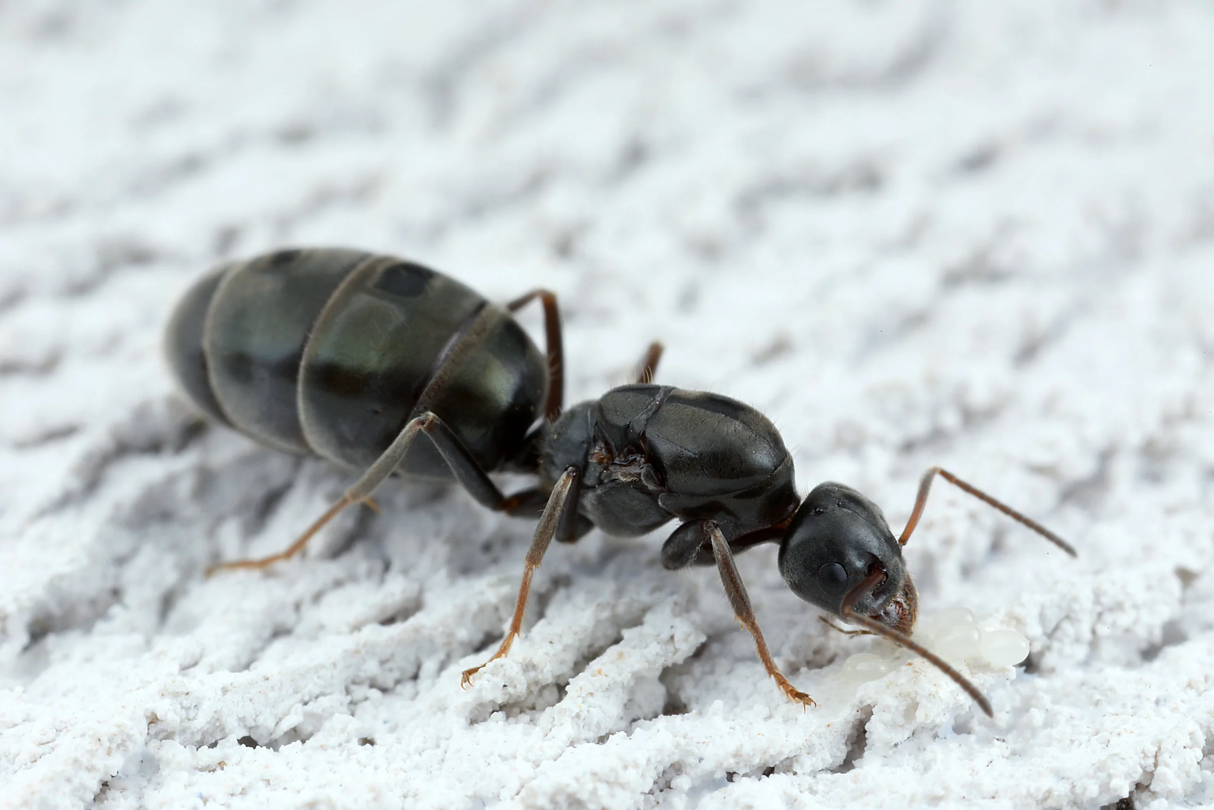 Identifying The Ants You Find This Ant Keeping Season. — Gamergate