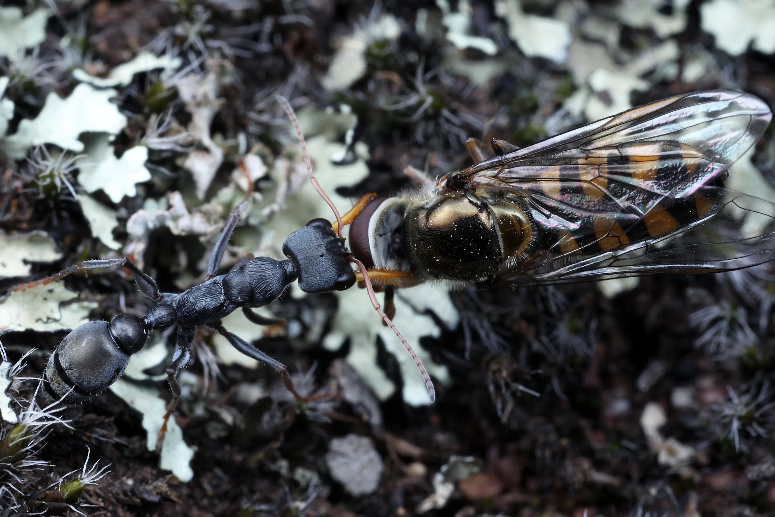 Identifying The Ants You Find This Ant Keeping Season.