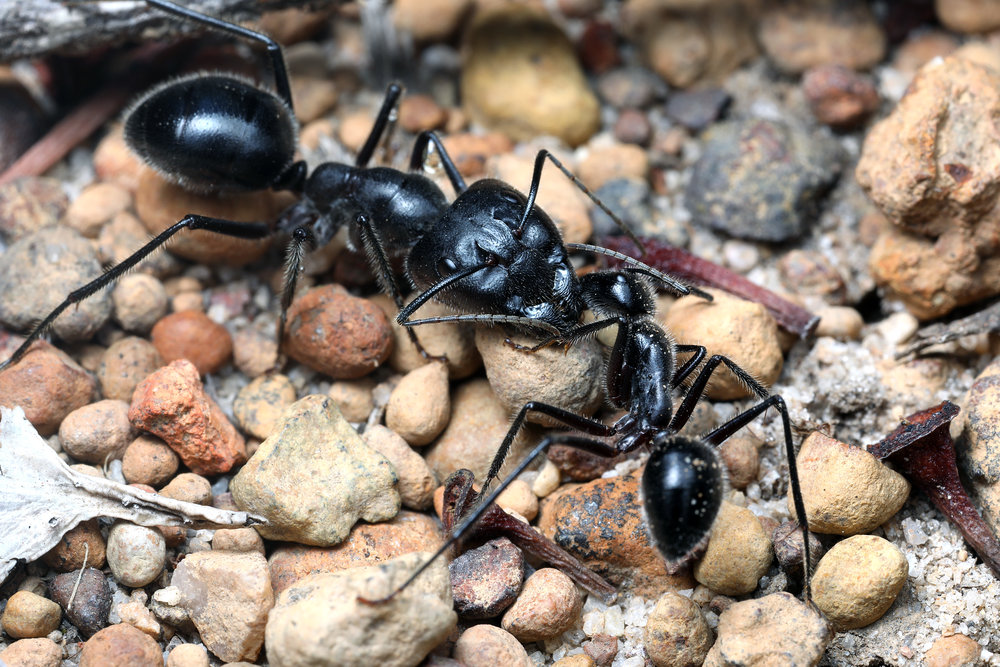 Camponotus intrepidus WA.jpg