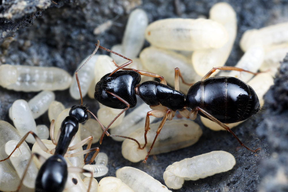 Camponotus cf lownei 3.jpg
