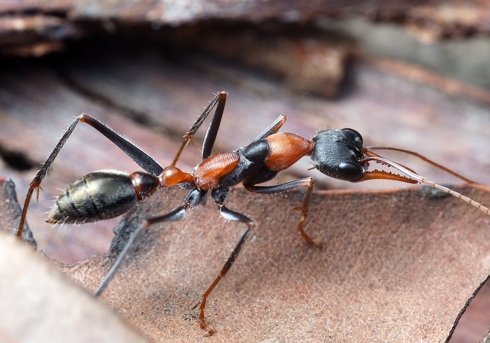 Myrmecia nigrocincta QLD.jpg