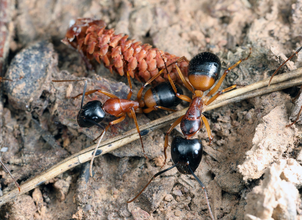 Camponotus consobrinus 2.jpg